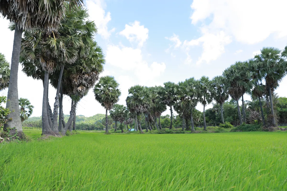 chua-vam-ray-tra-vinh-dat-vang.webp